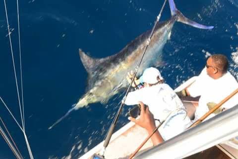 Crew releasing a blue marlin beside the boat